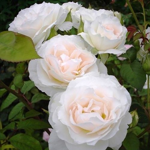 Shop - Rosa Sweet Blondie™ - weiß - floribundarosen - duftlos - Martin Vissers - Cremeweiße Rose mit rosanen Tönen und mäßig fruchtigem Duft.